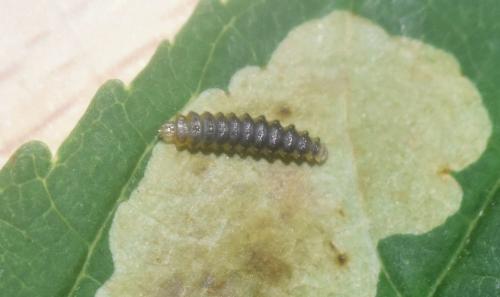 Réf. 343 245 : Cameraria ohridella
